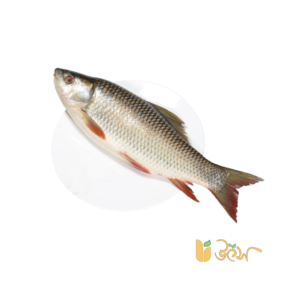 Buy Fresh Rui Fish Online in Bangladesh | Utshoo