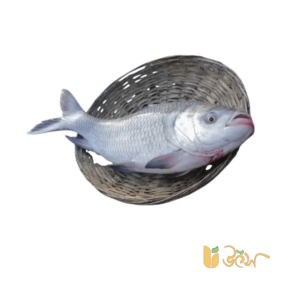 Katla fish from natural baor