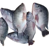 talapia fish