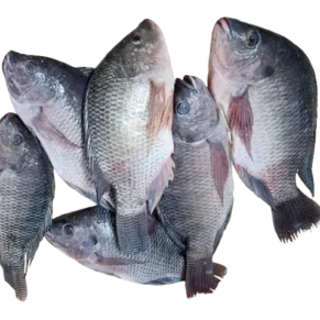 talapia fish