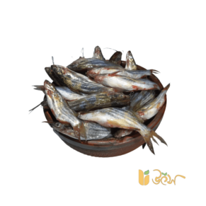 Deshi Tangra fish from Bangladesh