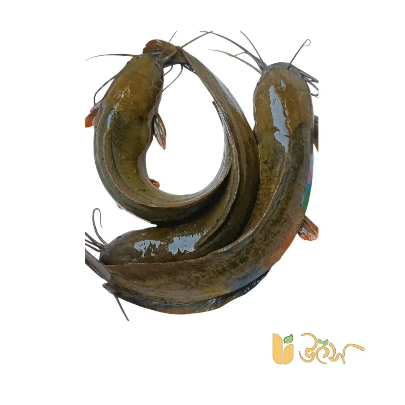 দেশি মাগুর মাছ কিনুন অনলাইনে | টাটকা Deshi Magur Fish – Utshoo