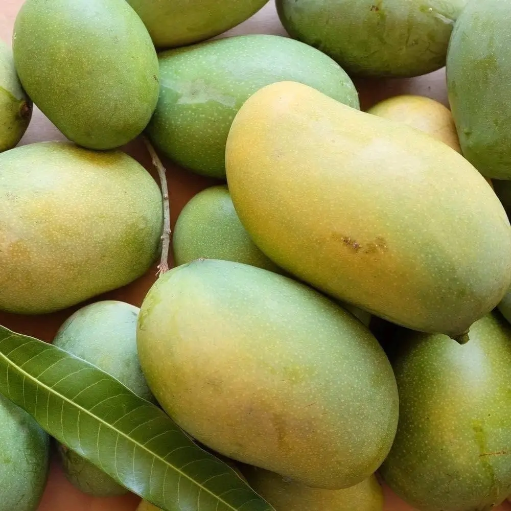 Amrapali Mangoes - উৎস